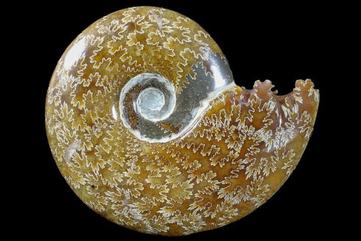 Polished Ammonite (Cleoniceras) Fossil - Madagascar #166301